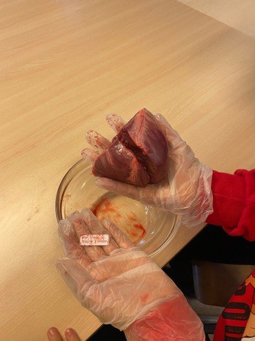 Barn holder svinehjerte